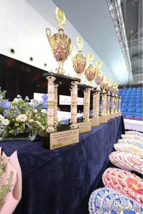 2019年上海世界杯犬展正式拉开序幕-28.jpeg