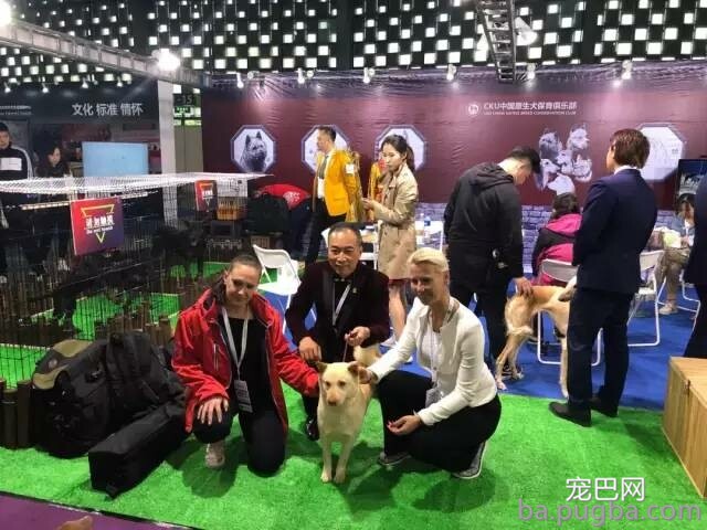 2019年上海世界杯犬展正式拉开序幕-36.jpeg