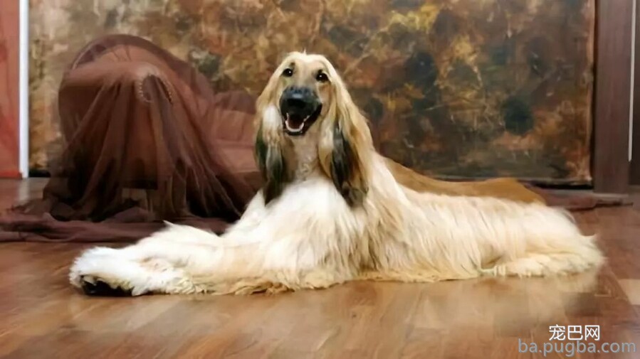 狗狗智商大排名！看看泰迪排第几-5.jpeg