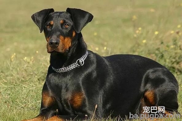 狗狗智商大排名！看看泰迪排第几-6.jpeg