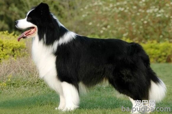 狗狗智商大排名！看看泰迪排第几-10.jpeg