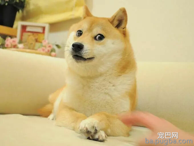这只狗有多火？全世界超过20亿人在用它做表情包！-1.jpg