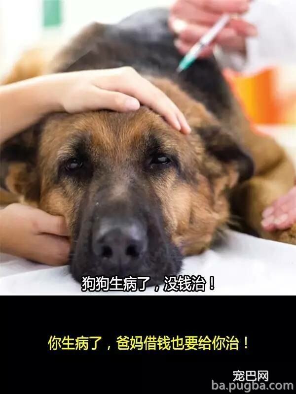 他们抛弃狗狗的十个理由，希望你永远不要说出口！-3.jpeg
