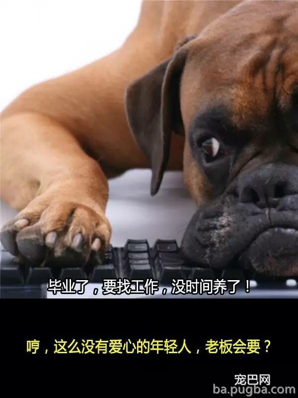 他们抛弃狗狗的十个理由，希望你永远不要说出口！-2.jpeg