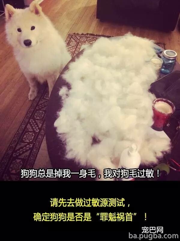 他们抛弃狗狗的十个理由，希望你永远不要说出口！-7.jpeg
