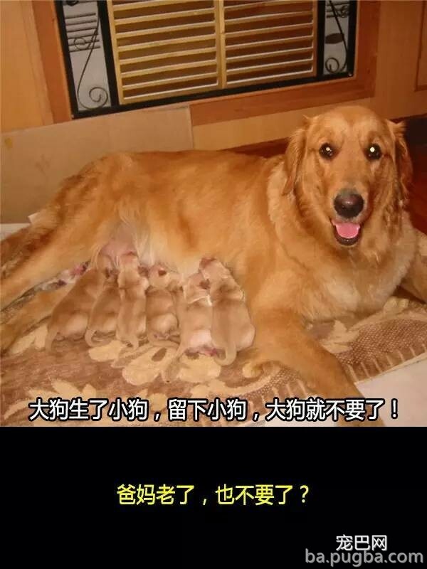 他们抛弃狗狗的十个理由，希望你永远不要说出口！-4.jpeg