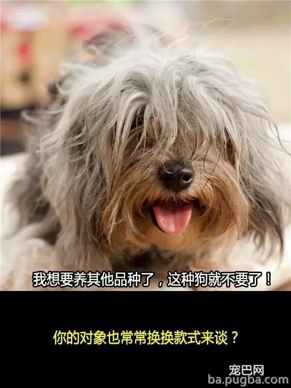 他们抛弃狗狗的十个理由，希望你永远不要说出口！-10.jpeg