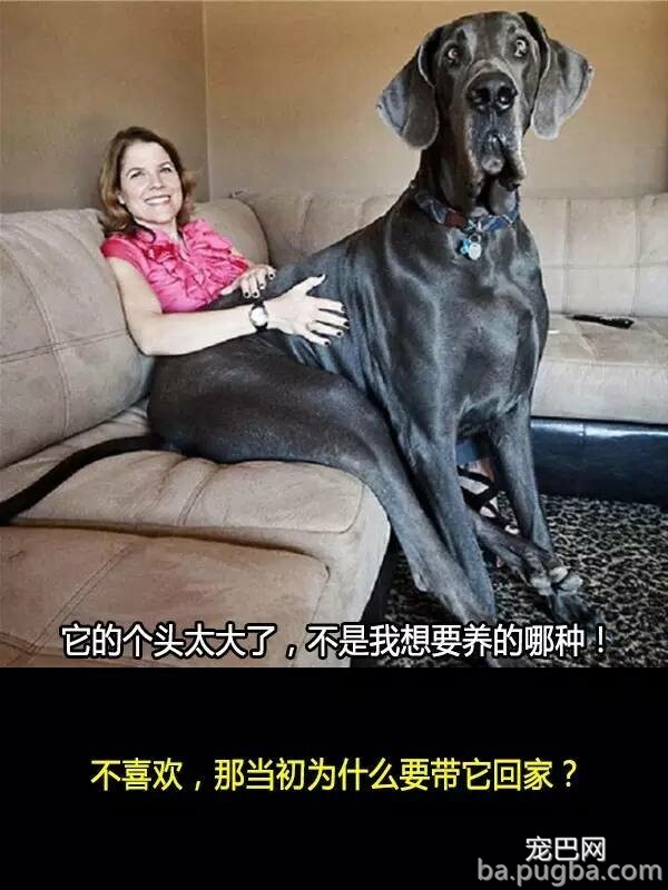 他们抛弃狗狗的十个理由，希望你永远不要说出口！-9.jpeg