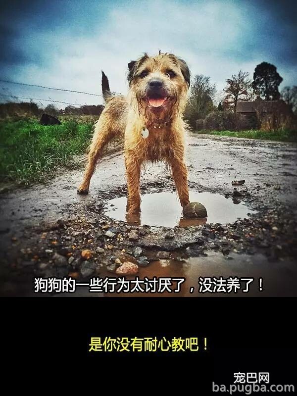 他们抛弃狗狗的十个理由，希望你永远不要说出口！-5.jpeg