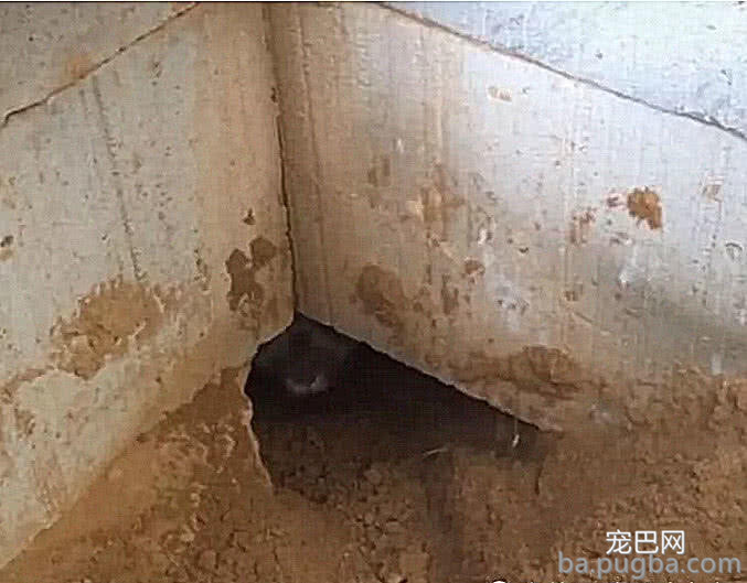大爷在家中墙角发现一个大洞，里面竟有东西爬出来，捉住后乐开花-1.jpeg