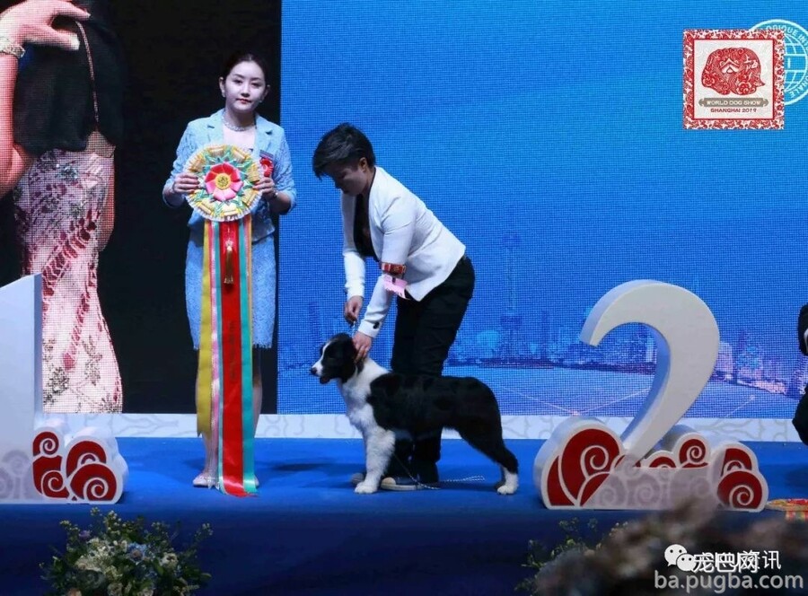 2019年上海世界杯犬展-第一日（4月30日）赛事成就快报-2.jpeg