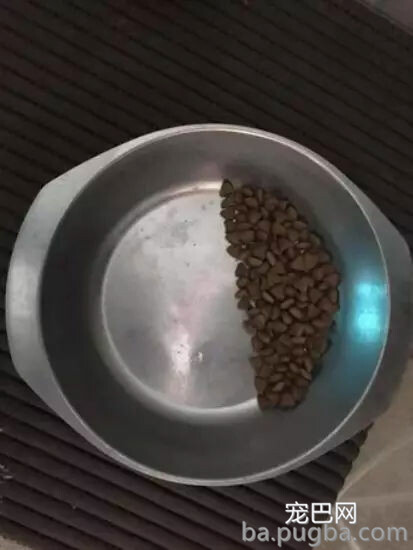 雪纳瑞在新家吃饭总是留一半，背后原因让人泪目...-2.jpg
