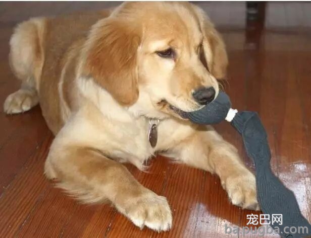 狗狗呕吐是怎么回事，怎么办？-3.jpeg