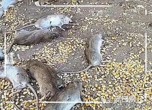 家中老鼠疯狂偷吃玉米，逮来两只中华田园猫，不意第二天满地狼藉-1.jpeg