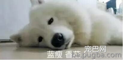 小萨摩被救后反而两天不吃饭，原因让人泪目！-3.jpeg