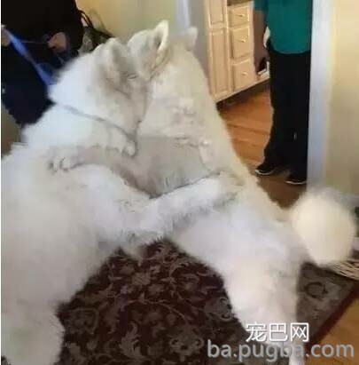 小萨摩被救后反而两天不吃饭，原因让人泪目！-4.jpeg