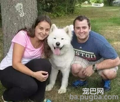 小萨摩被救后反而两天不吃饭，原因让人泪目！-1.jpeg