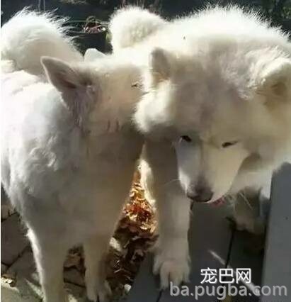 小萨摩被救后反而两天不吃饭，原因让人泪目！-6.jpeg