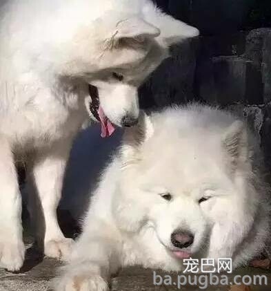 小萨摩被救后反而两天不吃饭，原因让人泪目！-7.jpeg