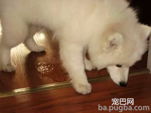 网友养了二哈后总闻到一股尿味，看完视监控后他崩溃了……-4.jpg