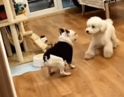 这些狗狗，第一眼看它们到时，就猜出来它俩必定有关系！-1.gif