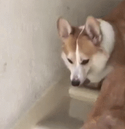 这些狗狗，第一眼看它们到时，就猜出来它俩必定有关系！-2.gif