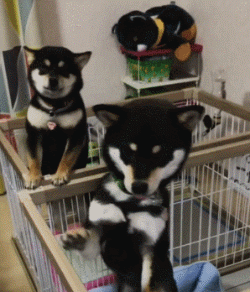 这些狗狗，第一眼看它们到时，就猜出来它俩必定有关系！-3.gif