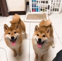这些狗狗，第一眼看它们到时，就猜出来它俩必定有关系！-4.gif