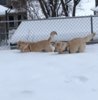 这些狗狗，第一眼看它们到时，就猜出来它俩必定有关系！-5.gif
