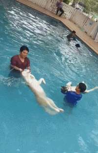 这些狗狗，第一眼看它们到时，就猜出来它俩必定有关系！-6.gif