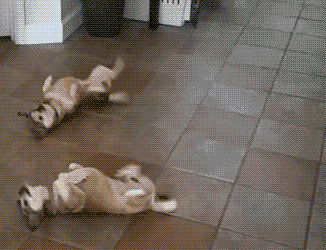 这些狗狗，第一眼看它们到时，就猜出来它俩必定有关系！-7.gif