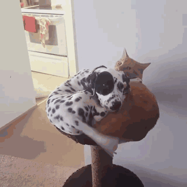 这些狗狗，第一眼看它们到时，就猜出来它俩必定有关系！-8.gif