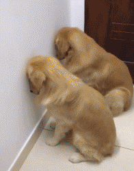 这些狗狗，第一眼看它们到时，就猜出来它俩必定有关系！-9.gif