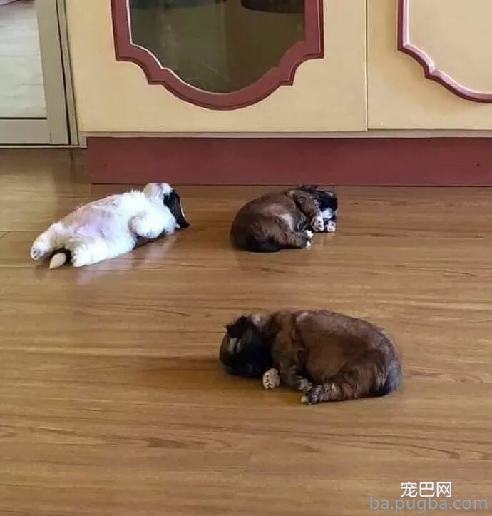 狗麻麻生了三个宝宝，而此中一只骨骼很是诧异...-1.jpeg