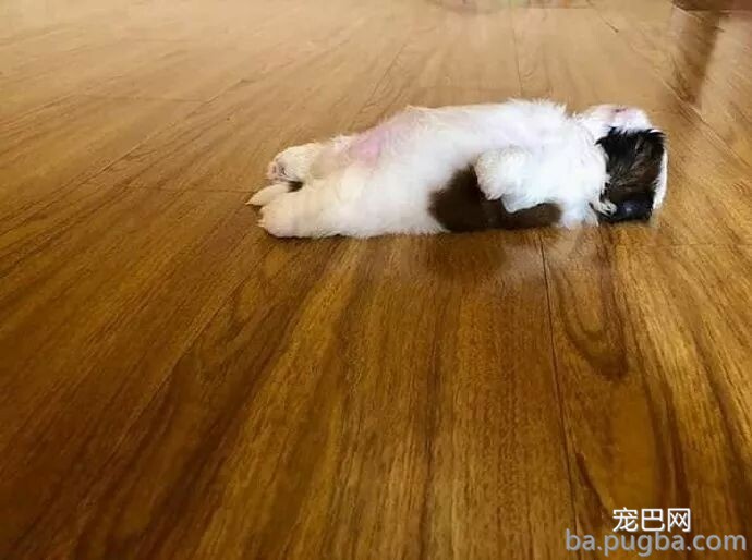 狗麻麻生了三个宝宝，而此中一只骨骼很是诧异...-6.jpeg