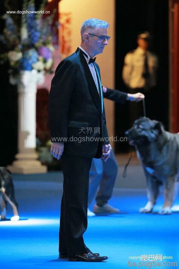 2019年上海世界杯犬展正赛-（5月2日）成就-10.jpeg