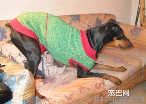 冬季狗狗穿衣技巧及注意事项阐发！-2.jpeg