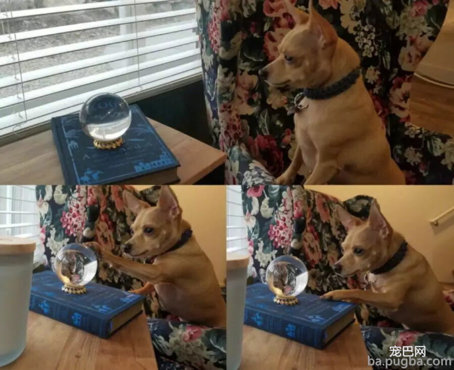 我家狗爱多管闲事咋整？一天到晚都瞎操心...-1.jpg