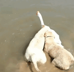 我家狗爱多管闲事咋整？一天到晚都瞎操心...-2.gif