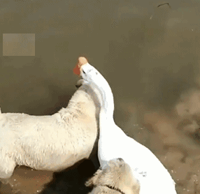 我家狗爱多管闲事咋整？一天到晚都瞎操心...-3.gif