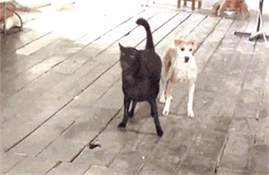 我家狗爱多管闲事咋整？一天到晚都瞎操心...-5.gif