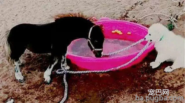 我家狗爱多管闲事咋整？一天到晚都瞎操心...-7.jpg