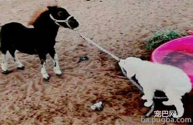 我家狗爱多管闲事咋整？一天到晚都瞎操心...-6.jpg
