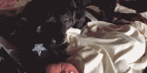 我家狗爱多管闲事咋整？一天到晚都瞎操心...-9.gif