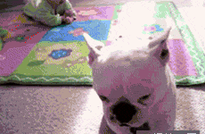 我家狗爱多管闲事咋整？一天到晚都瞎操心...-11.gif