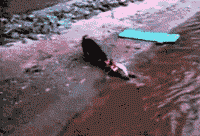 我家狗爱多管闲事咋整？一天到晚都瞎操心...-16.gif