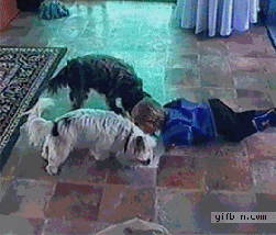 我家狗爱多管闲事咋整？一天到晚都瞎操心...-17.gif