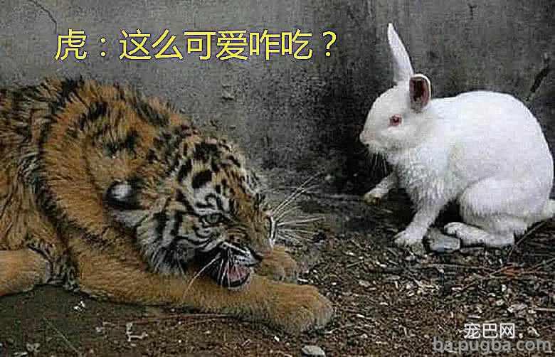 饲养员给东北虎加餐，扔了只兔子进去，再返回来看时懵了-3.jpg