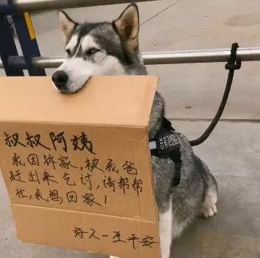 街头蹲着一只二哈，正想辅佐，但看到它嘴里叼的东西后放弃了！-3.jpeg