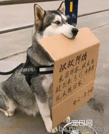 街头蹲着一只二哈，正想辅佐，但看到它嘴里叼的东西后放弃了！-1.jpeg